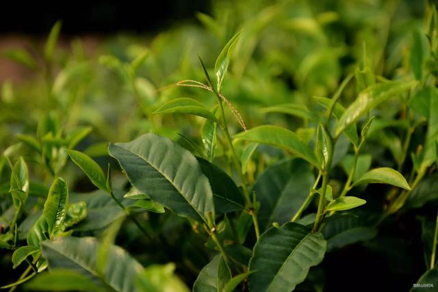 锡兰红茶世界闻名，被誉为“献给世界的礼物”，不同产区差别挺大