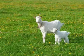 山羊和绵羊可以杂交吗？山羊和绵羊真的不能杂交吗？为什么？图片