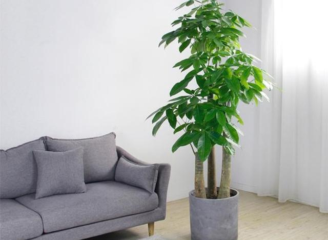 5种"富贵树",清新自然寓意好,适合养在客厅