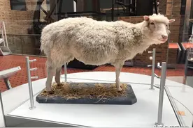 曾经火遍全球的克隆技术，现在为啥没人提了？多莉的一生就是答案图片