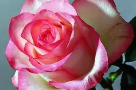 朱米莉亚月季·欣赏图片