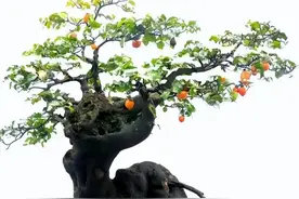 金弹子盆景有没有潜力？看看这4点，再做决定也不迟图片