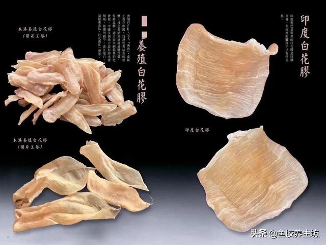 本港白花胶的功效 本港白花胶的功效与作用及食用方法