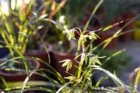 兰花最喜欢的温度和湿度，明明都知道，可为什么还养不好兰花？图片