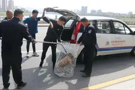 石门开展规范城区养犬专项整治行动，共捕获20只流浪犬图片
