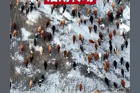 万人说新疆 | 克拉玛依千余头牛马浩荡转场图片