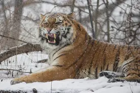 西伯利亚狼凶狠狡诈？当9只狼遇上东北虎，究竟哪边能笑到最后图片