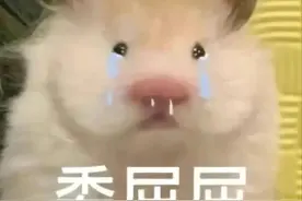 鼠鼠我真不是鸭鸭｜表情包图片