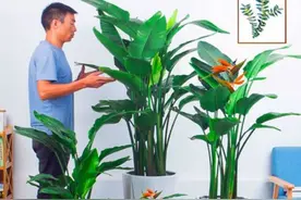在室内养好天堂鸟的方法和技巧图片
