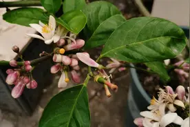为什么别人种植的柠檬树就一直开花结果，自己种的却一直不开花？图片
