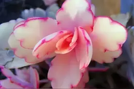 识花：100种世界奇花，超乎你的想象图片