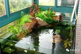 小长假这样做，养龟根本不用愁，看到就是赚到图片