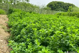 紫花苜蓿喂牛羊有什么优点？怎么种植才能有产量？值得收藏！图片