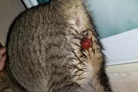 母猫生产前的征兆图片