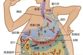 急！拉屎臭和不臭，谁更健康？若出现这些气味，小心癌症盯上你图片