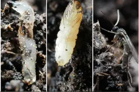 盆栽植物周围的小黑飞从哪来？不喷药怎么彻底清除？图片