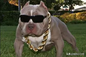 听过“美国恶霸犬”吗？是真的吓人，千万别养图片