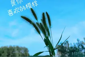 唯美早安图片分享：狗尾巴草图片