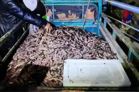 烟台开发区海边惊现大批海肠，有人免费捡了上千斤，实现海肠自由图片