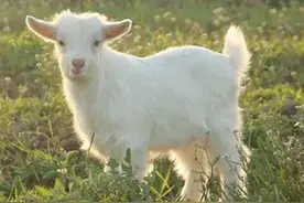 华夏风范丨十二生肖：羊图片