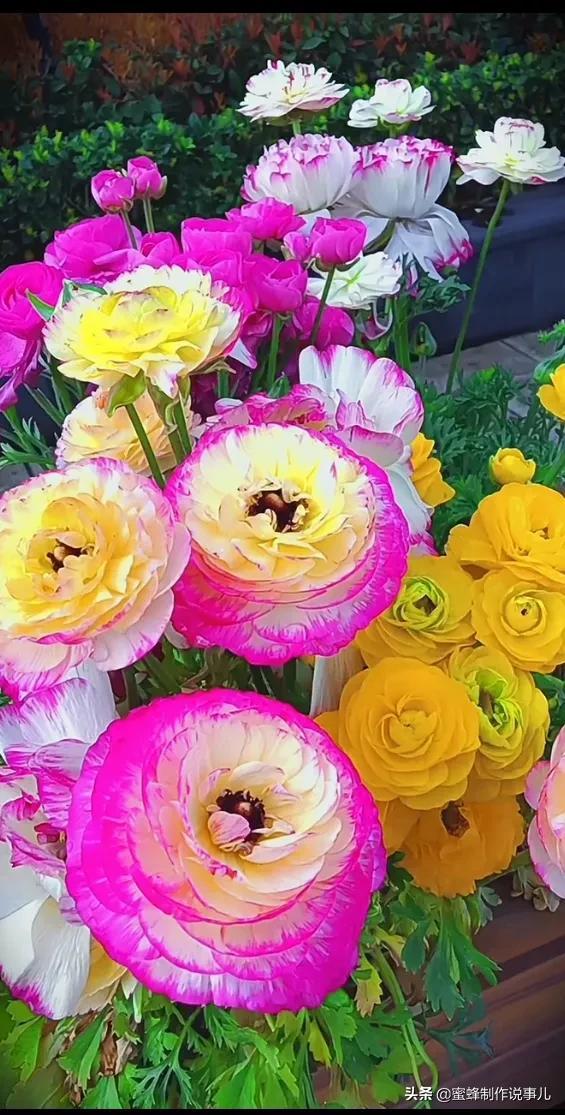 花朵造句大全（一束鲜花）