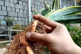 发现虎皮兰烂根赶紧采取措施，还来得及！图片