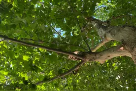 大树下面好乘凉图片