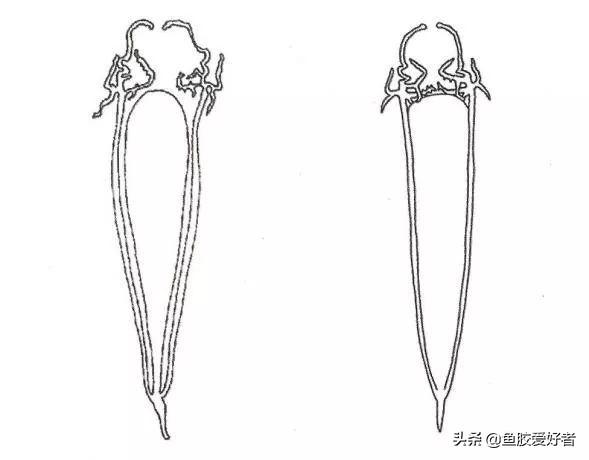 安南鱼胶与北海鱼胶哪个品种好 安南鱼胶和北海鱼胶 那种好