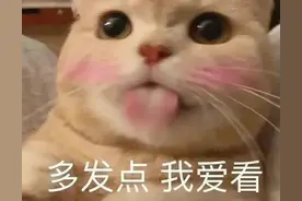 小猫咪表情包图片