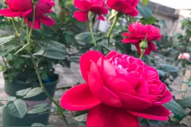 喜欢月季花，就养“伊芙酒窖”，美如牡丹，香气好闻，你值得拥有图片