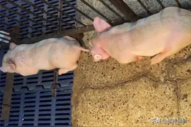 猪场常见的9种呼吸道疾病，其发病特点、敏感药物汇总表如下：图片