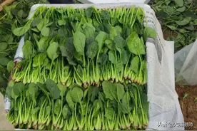 都是菠菜，“红根”和“白根”的区别很大，弄懂了再买，更嫩更甜图片