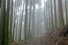 将来去台湾省，一定要去阿里山的特富野古道图片