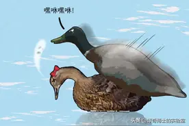 为什么鸡没有丁丁，而鸭子有丁丁？图片