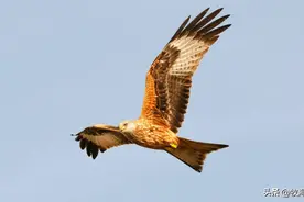 “雀中猛禽”伯劳鸟有多凶？能捕食斑鸠，喜欢悬挂小动物尸体图片