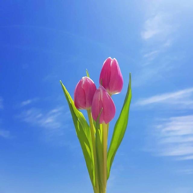 ׵Ȧİӣ뾪춯أƽͺ