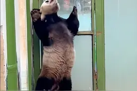 火遍全网的扭臀舞难倒众网友，熊猫灵岩完美复刻，转圈扭腰很丝滑图片