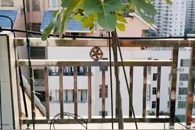 春天阳台就种“2种果”，丰产好吃，果子多又甜，种一盆吃不完图片