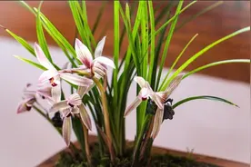 养兰花，注重“5个细节”，根系发达，新芽多，养出精品兰花图片