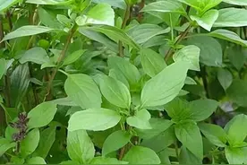 在潮汕，外地人当成普通植物的金不换，潮汕人却经常用到它图片