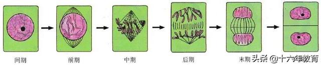 高中生物重要生化知识图解记忆（建议收藏）