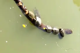 广东一小湖乌龟成灾，成群浮在水面晒太阳，居民：至少上百只图片