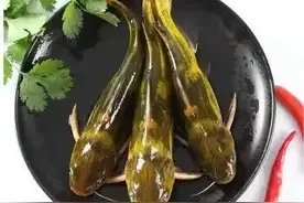 黄颡鱼，身上长了三根刺，为何称黄咕子、黄辣丁、黄鸭叫？图片