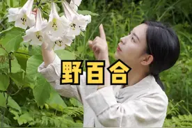 野百合的花朵洁白、芳香，它象征着纯洁，从古至今也代表着百年好合、心心相印！#野百合 #百合花 #花与生活 视频封面