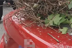 究竟是什么鸟，居然用钢筋做鸟窝？砸坏轿车后挡风玻璃，太倒霉了图片