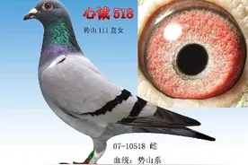 赛鸽一生中的七次鉴定过程图片