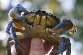 欧洲青蟹横行加拿大海岸，赶不走那就“啊呜”一口吃掉它图片