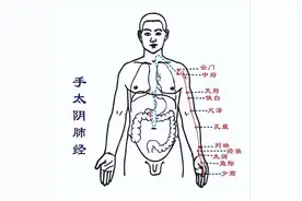穴位养生-手太阴肺经图片