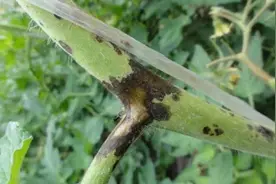 都是番茄叶片长黑斑，为什么用药截然不同？很多菜农还不会分辨图片