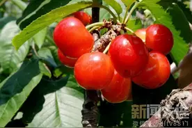限时版收藏！采摘大樱桃，这些线路任你选！图片